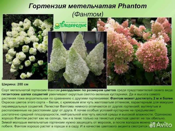 Гортензия метельчатая, разные сорта