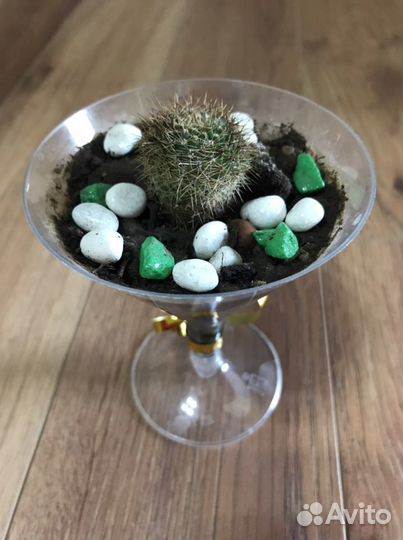 Кактусы разного сорта