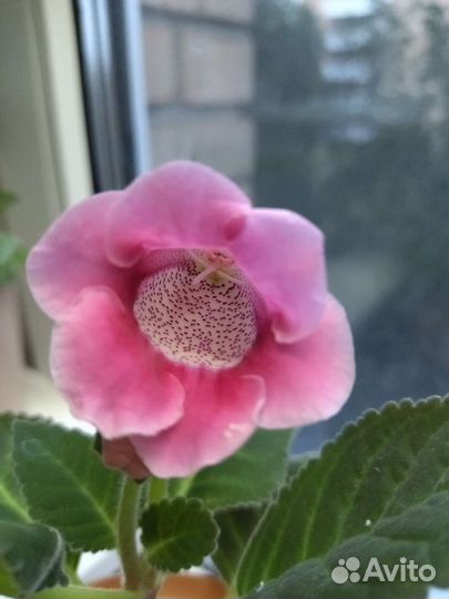 Глоксиния тидея