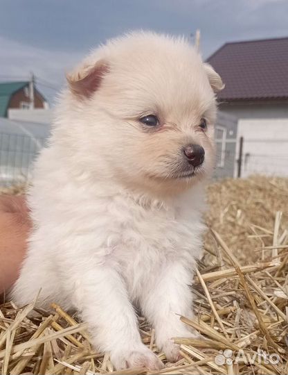 Щенки Шпица