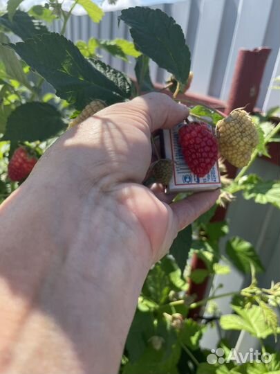 Саженцы малины