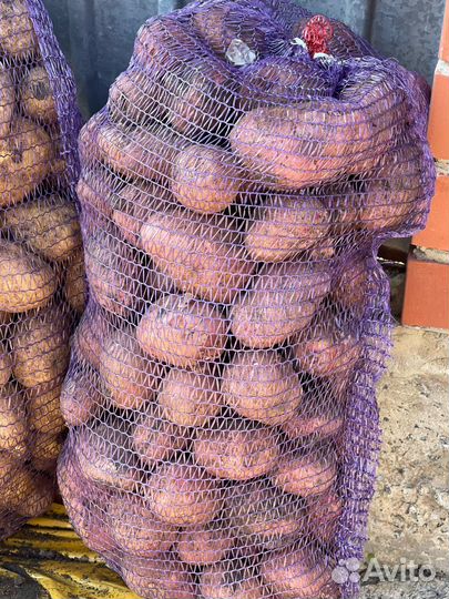 В городе, картошка гала рэд скарлет