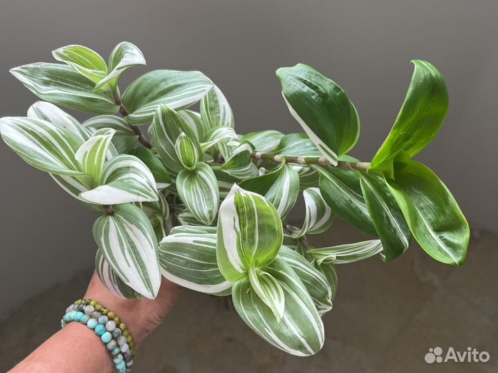 Традесканция сортовая. Обновление 12.08