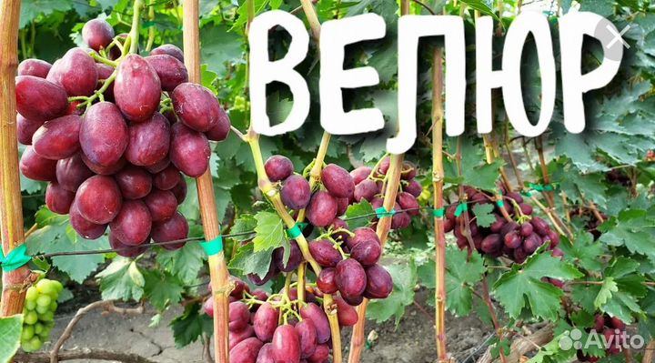 Черенки винограда