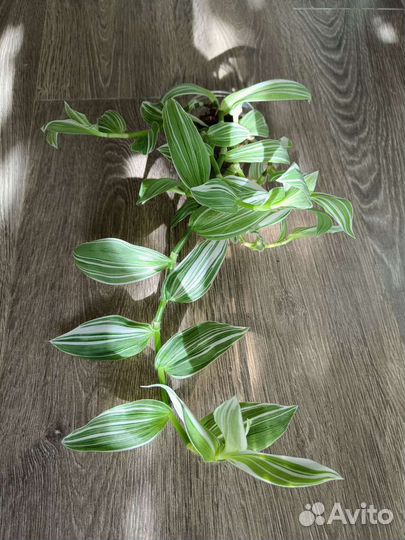 Традесканции сортовые