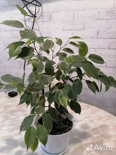 Фикус бенджамина