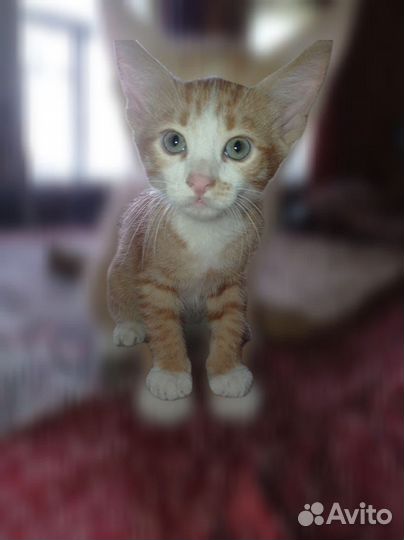 Котята бесплатно
