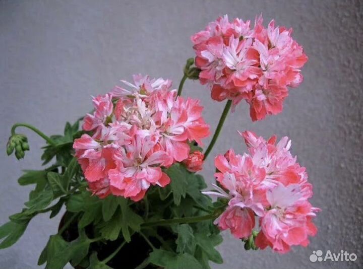 Пеларгонии сортовые