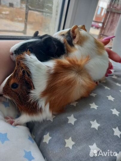 Морская свинка малыш