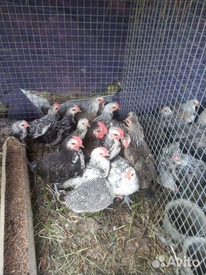 Курочки и петушки