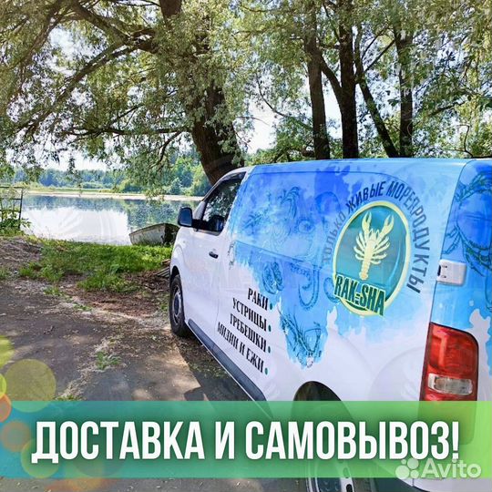 Свежемороженная рыба форель