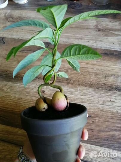 Бонсай из авокадо