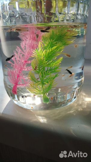 Аквариумные рыбки:меченосцыгуппимоллинезияпецилия