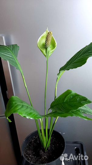 Спатифиллум