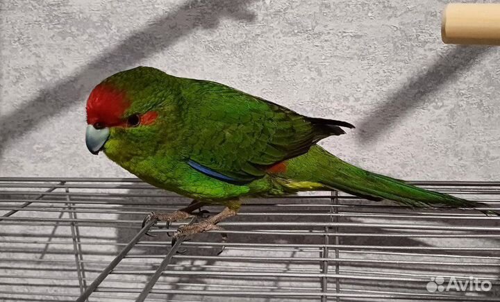 Ручной попугай какарик