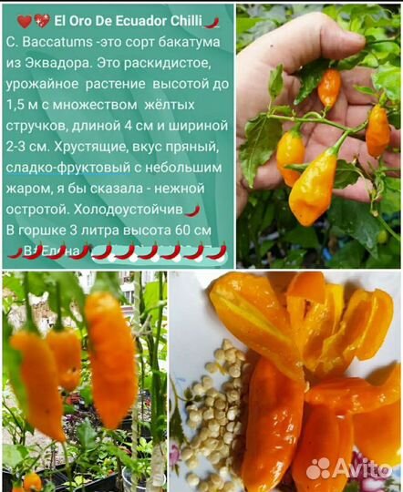 Сладко-Острый перец ягодный, ароматный