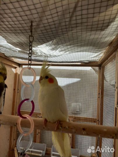 Корелла. мальчик