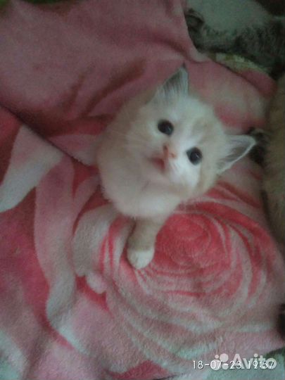 Невские маскарадные котята