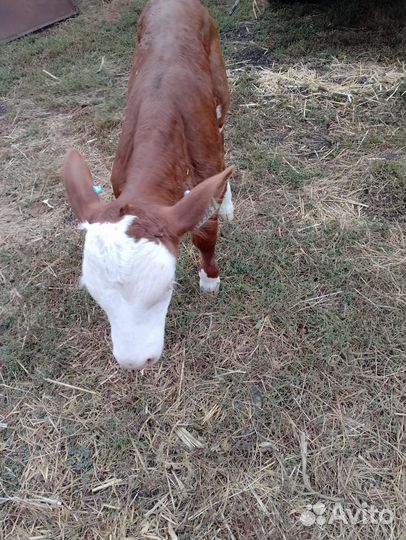 Бычки на откорм