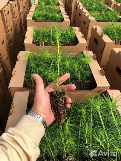 Саженцы сосны обыкновенной окс от производителя