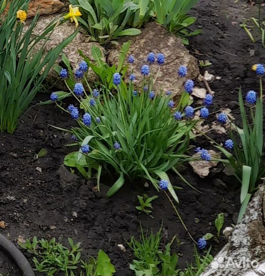 Растения цветы для сада