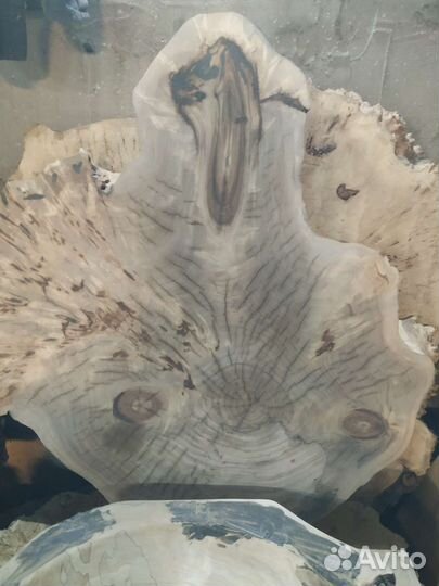 Спил акации, тополя, каштана, дуба