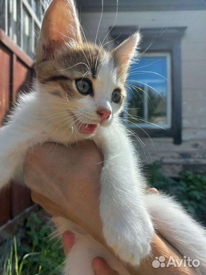 Кошка бесплатно