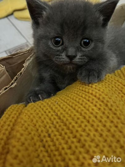 Шотландская