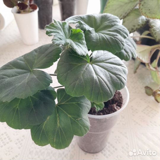 Хризантемы,бегонии,герани, эписция, бальзамы