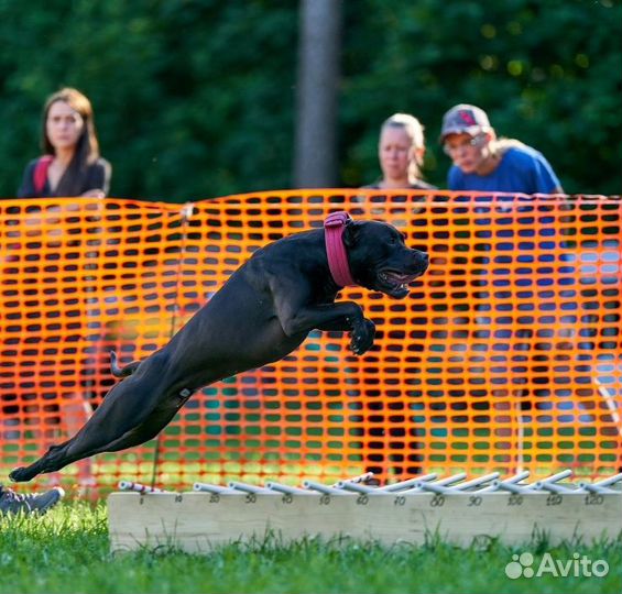 Вязка американский питбультерьер