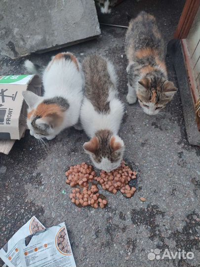 Котята и их мама