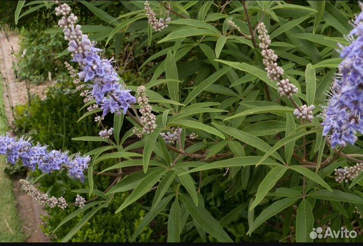 Садовые многолетники