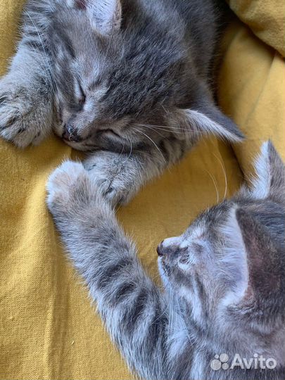 Котенок мальчик в добрые руки