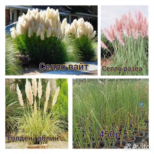 Декоративные злаки