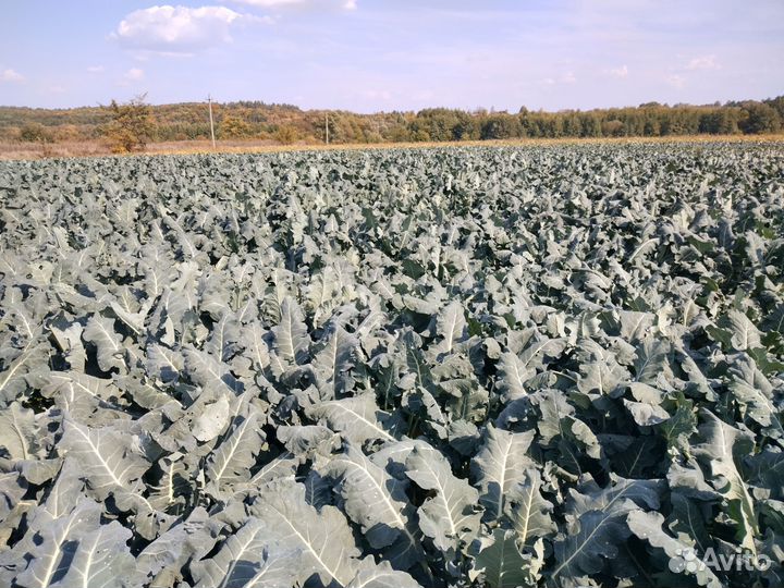 Брокколи свежая