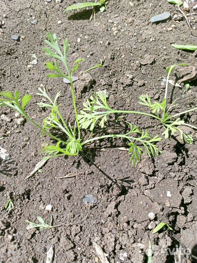 Многолетние цветы