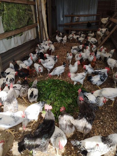 Молодняк, Петушки домашние