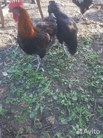 Петух породы Маран чёрно-медный