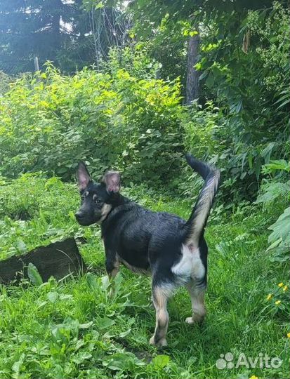 Мхат из леса (похож на овчаренка)