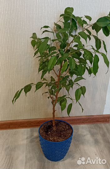 Фикус бенджамина