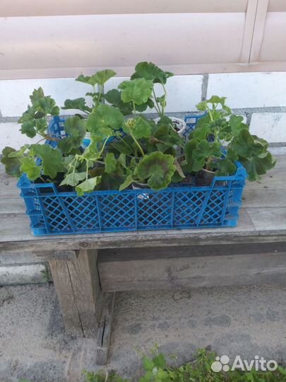 Пеларгония герань саженцы сортовые