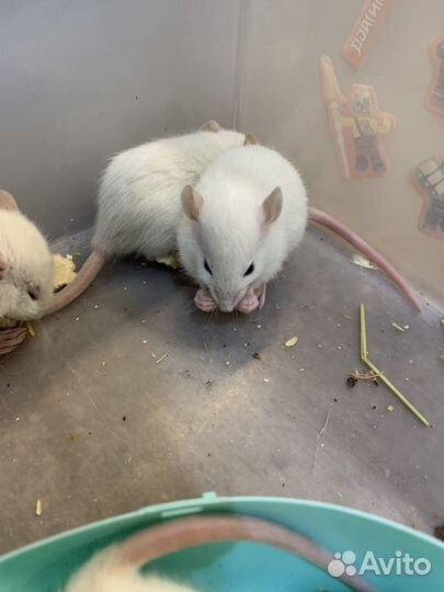 Декоративная крыса