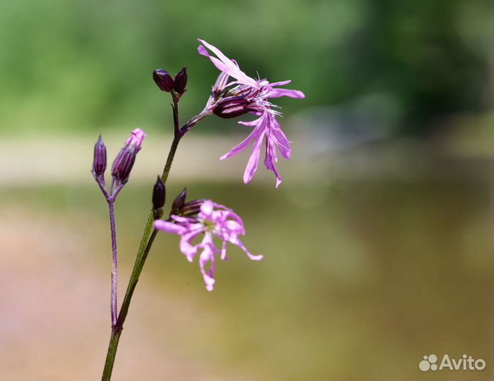 Фотопортреты, съемка праздников, видеофильм