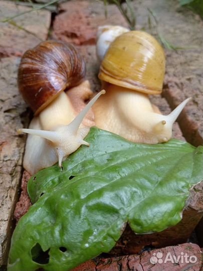 Улитки ахатины