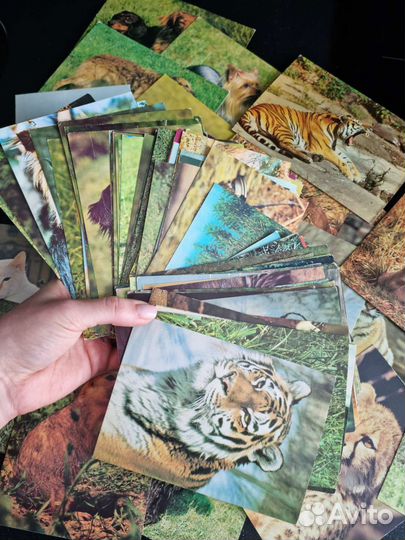 Открытки СССР (цена за весь лот 116шт)