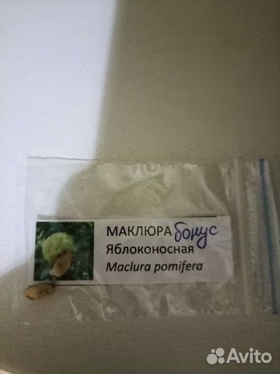 Гибискус семена