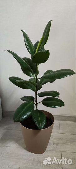 Фикус Робуста