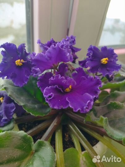 Комнатные растения