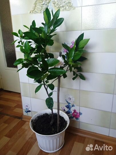 Цитрусовое дерево