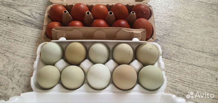 Инкубационное яйцо